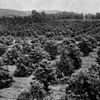 Taft loquat orchards, 1913