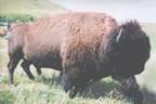 photo of bison by DLO