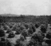 Taft's loquat groves, 1913