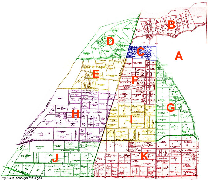 Section map of Olive