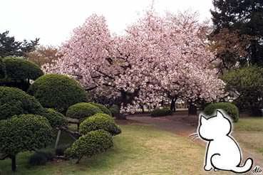 Yuki Neko looks at a cherry tree
